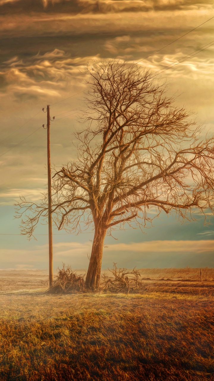 Árbol Sin Hojas en Campo de Hierba Marrón Bajo un Cielo Nublado Durante el Día. Wallpaper in 720x1280 Resolution