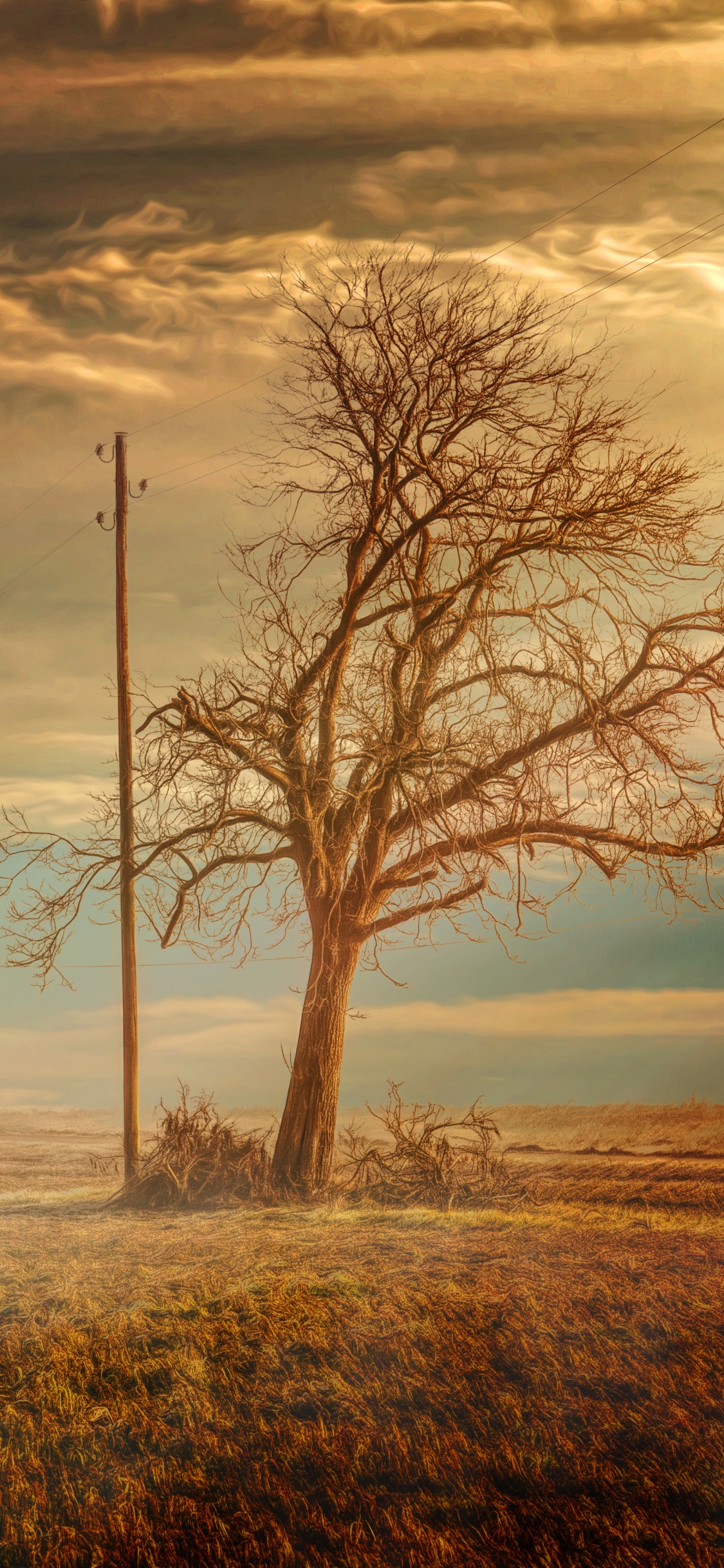 Leafless Tree on Brown Grass Field Under Cloudy Sky During Daytime. Wallpaper in 1125x2436 Resolution