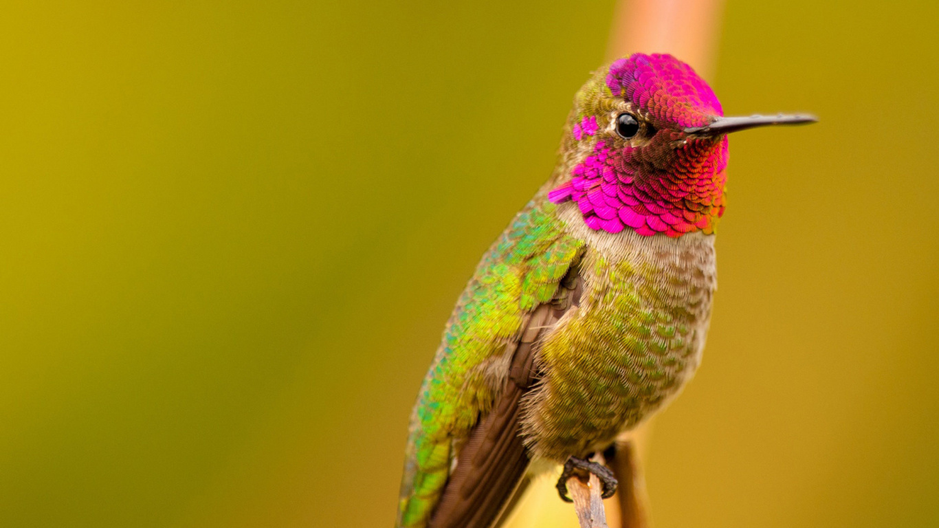 Colibri Vert et Violet. Wallpaper in 1366x768 Resolution