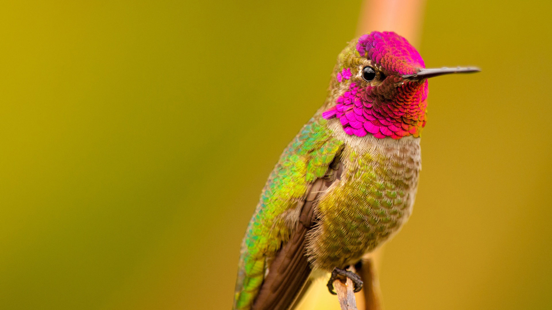 Grüner Und Lila Kolibri. Wallpaper in 1920x1080 Resolution