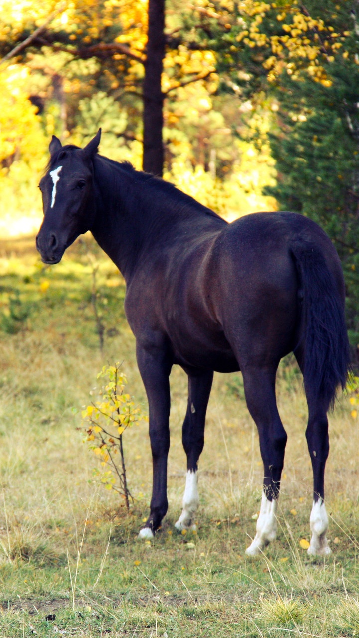 Black Horse on Green Grass Field During Daytime. Wallpaper in 720x1280 Resolution