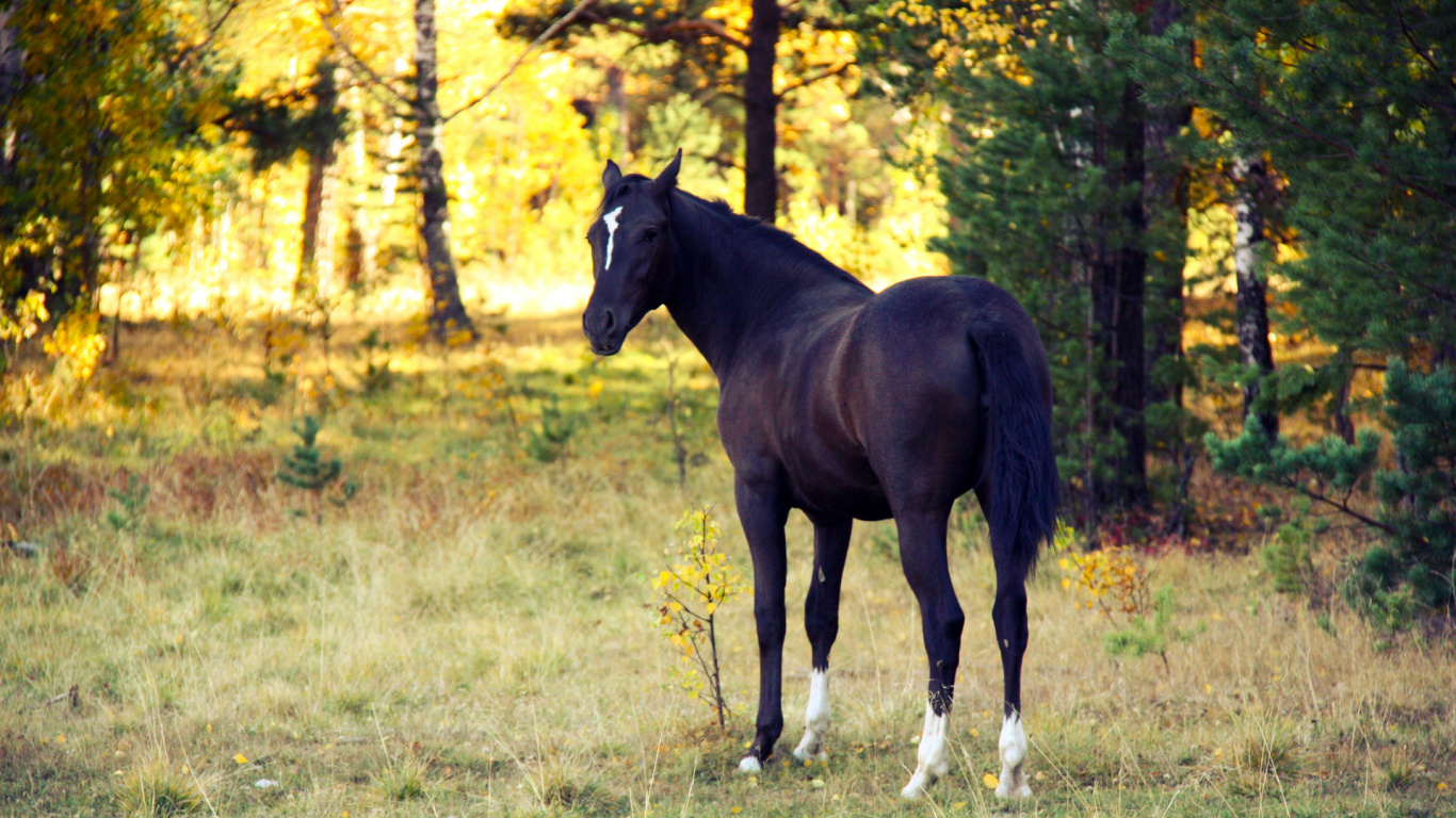 Caballo Negro en el Campo de Hierba Verde Durante el Día. Wallpaper in 1366x768 Resolution