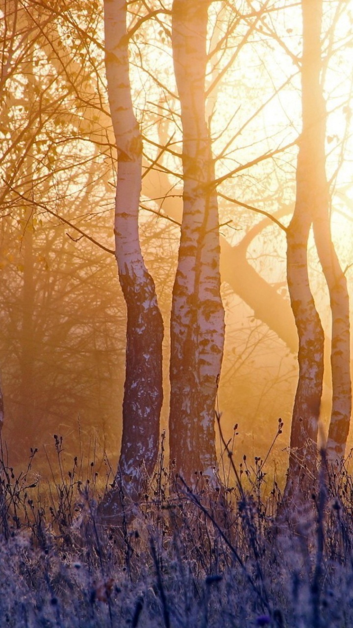 Arbres Bruns Sur Terrain D'herbe Verte Pendant la Journée. Wallpaper in 720x1280 Resolution