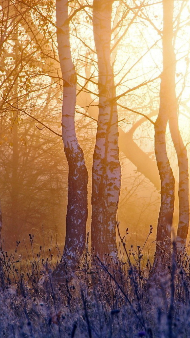Arbres Bruns Sur Terrain D'herbe Verte Pendant la Journée. Wallpaper in 750x1334 Resolution