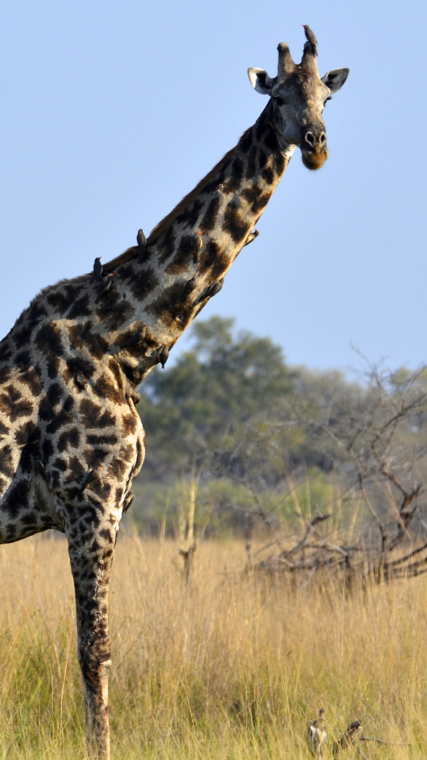 Girafe Debout Sur un Terrain D'herbe Brune Pendant la Journée. Wallpaper in 1440x2560 Resolution