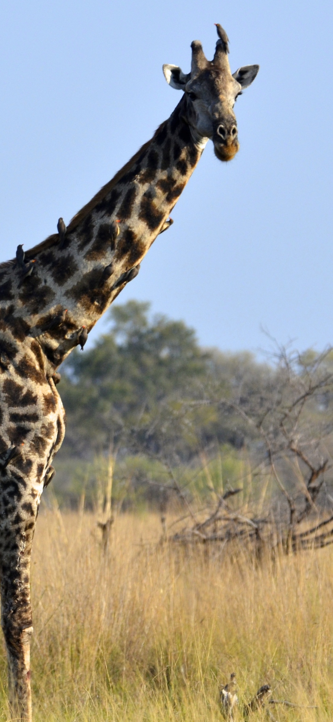 Giraffe, Die Tagsüber Auf Einer Braunen Wiese Steht. Wallpaper in 1125x2436 Resolution