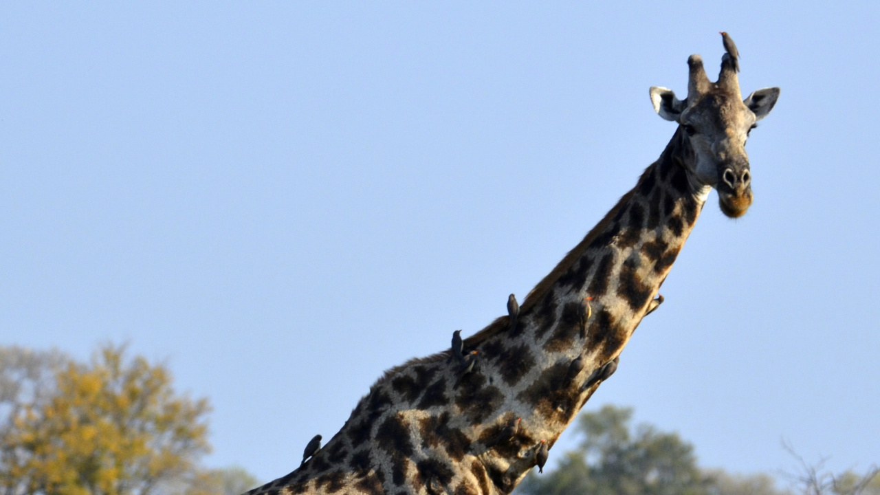 Giraffe, Die Tagsüber Auf Einer Braunen Wiese Steht. Wallpaper in 1280x720 Resolution