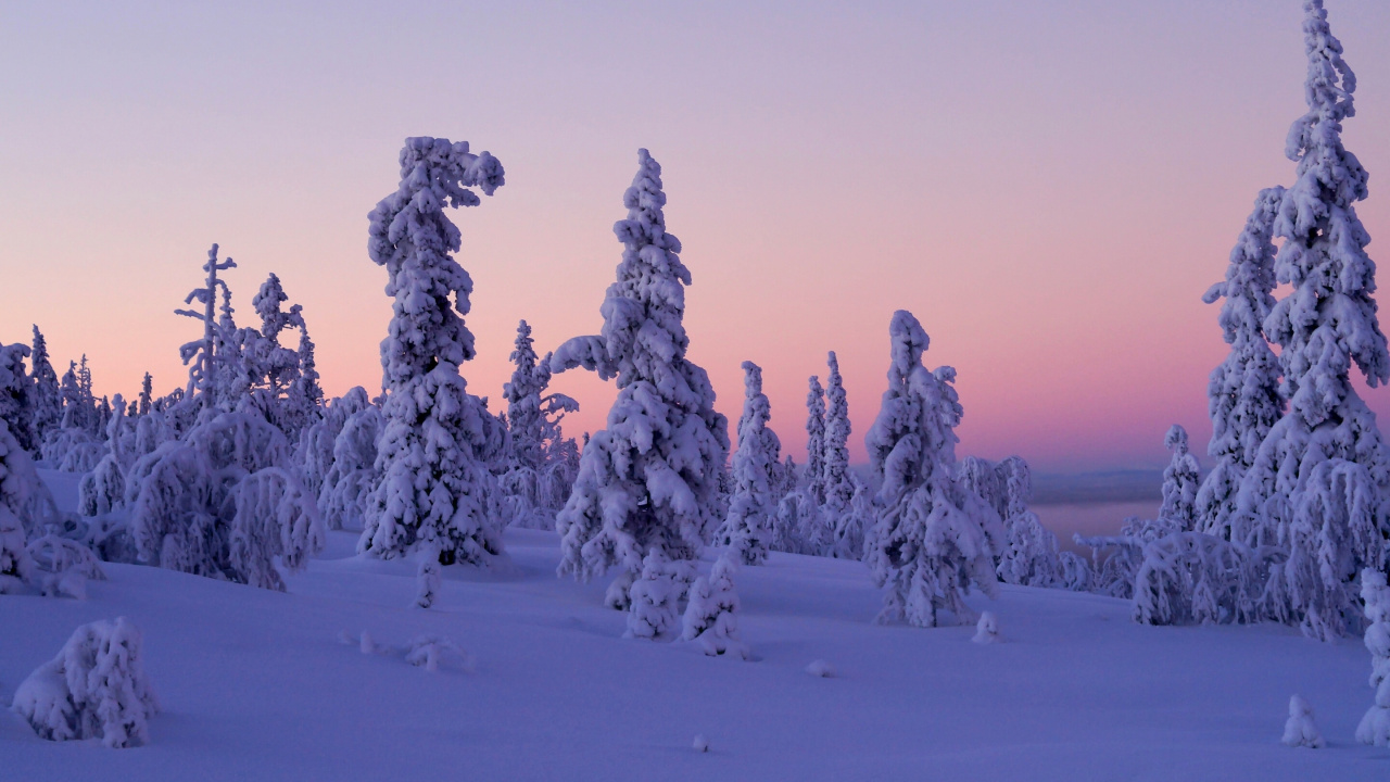 Snow Covered Trees During Daytime. Wallpaper in 1280x720 Resolution