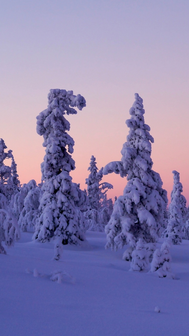 Snow Covered Trees During Daytime. Wallpaper in 720x1280 Resolution