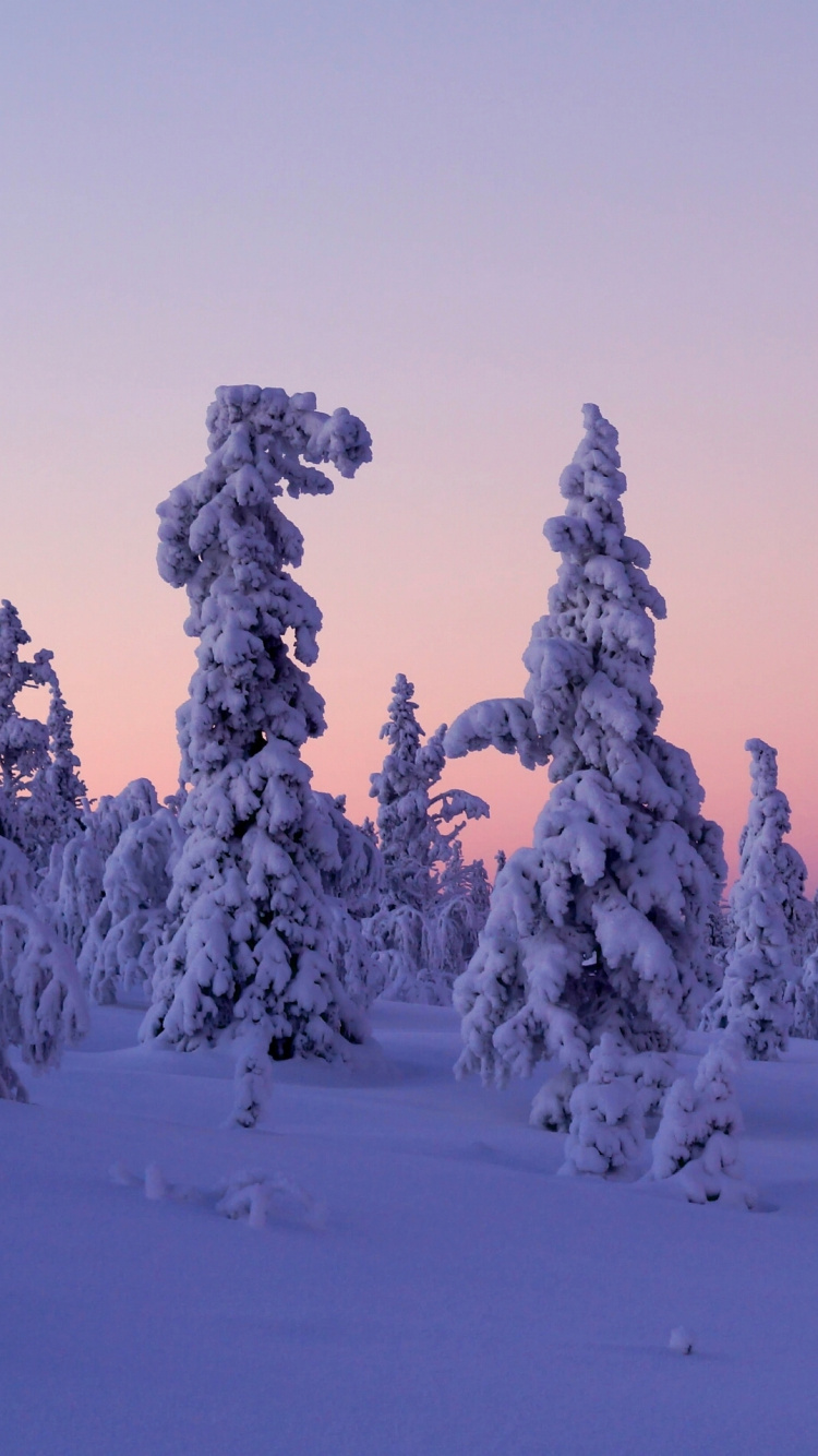 Snow Covered Trees During Daytime. Wallpaper in 750x1334 Resolution