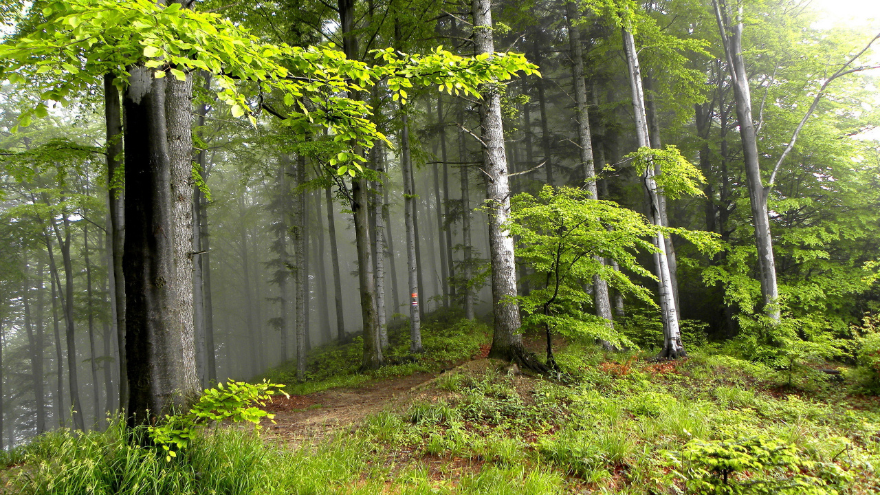 Tagsüber Grünes Gras Und Bäume. Wallpaper in 1280x720 Resolution