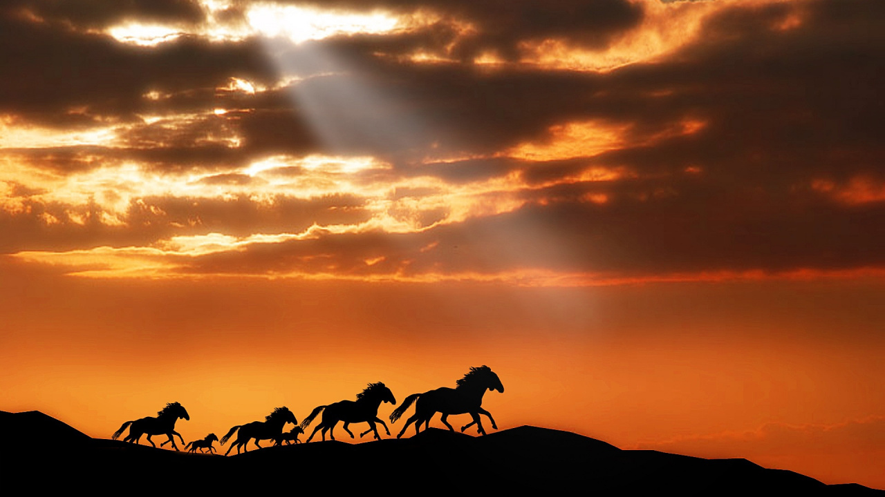 Silhouette Von Menschen, Die Bei Sonnenuntergang Auf Pferden Reiten. Wallpaper in 1280x720 Resolution