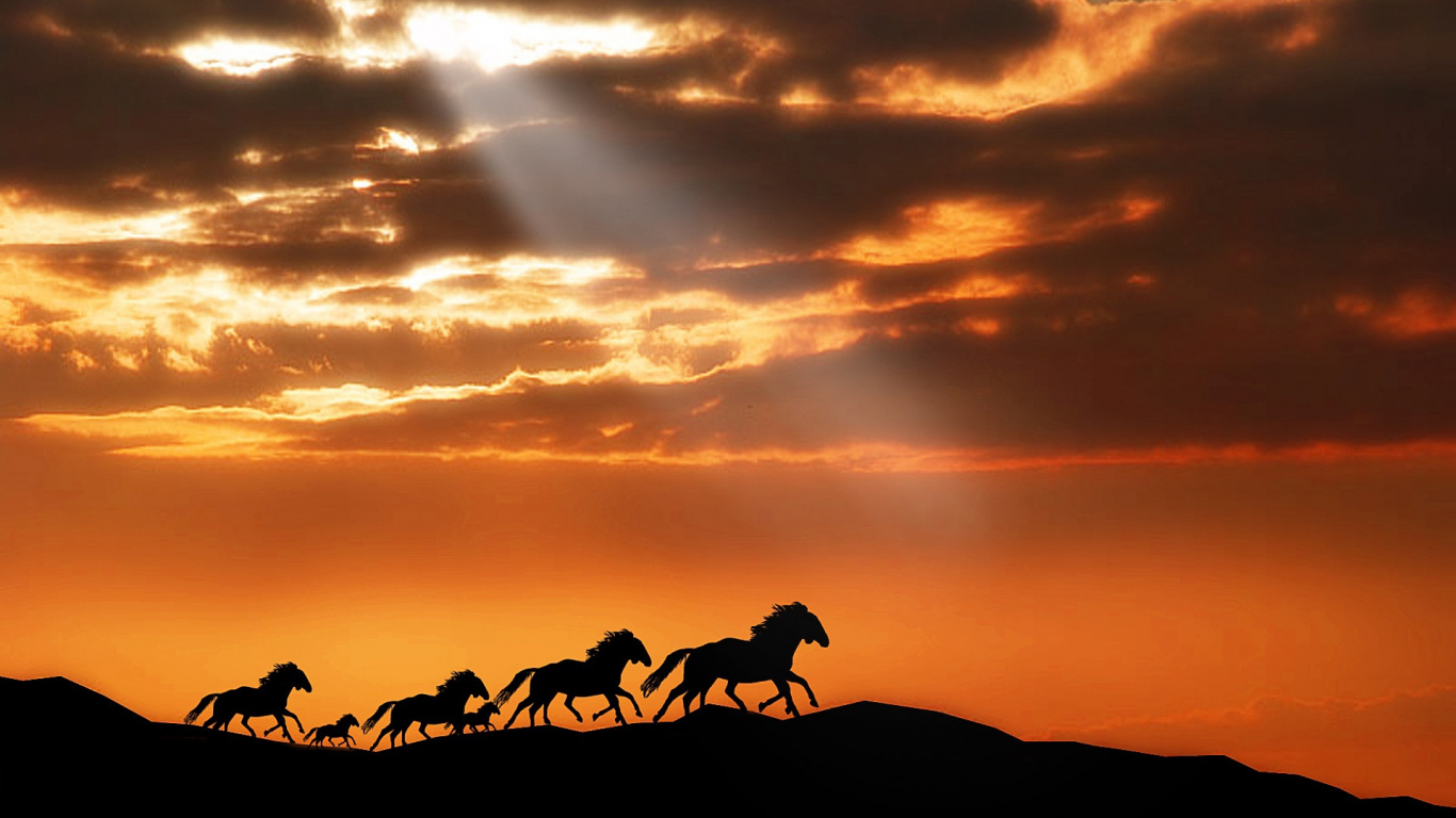Silhouette de Personnes à Cheval Pendant le Coucher du Soleil. Wallpaper in 1366x768 Resolution