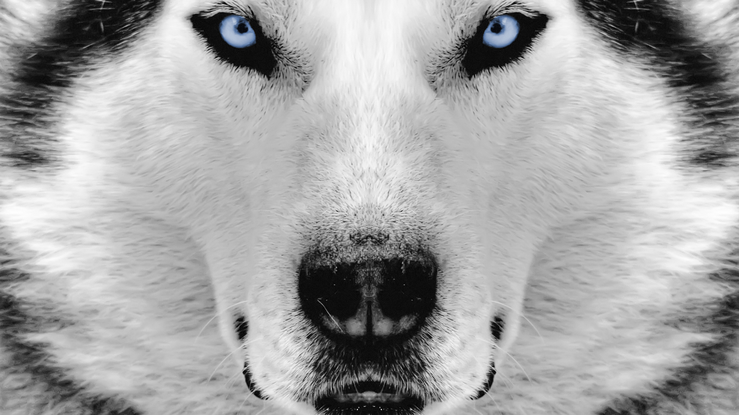 Oeil de Chien Blanc et Noir. Wallpaper in 2560x1440 Resolution
