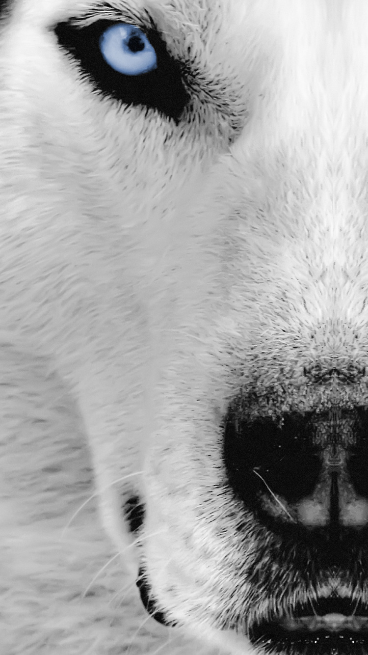 Oeil de Chien Blanc et Noir. Wallpaper in 750x1334 Resolution