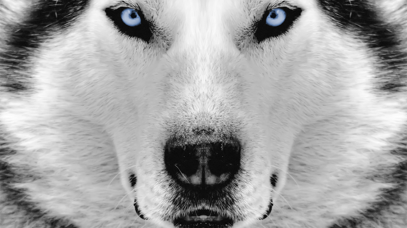 White and Black Dogs Eye. Wallpaper in 1366x768 Resolution