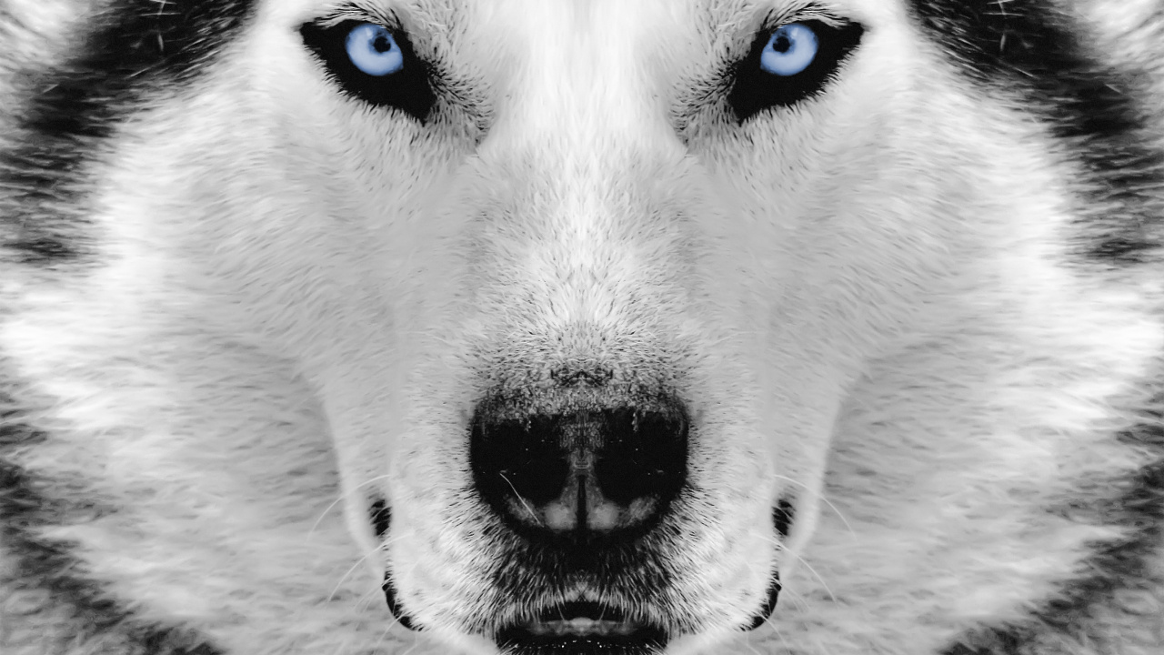 Ojo de Perro Blanco y Negro. Wallpaper in 1280x720 Resolution