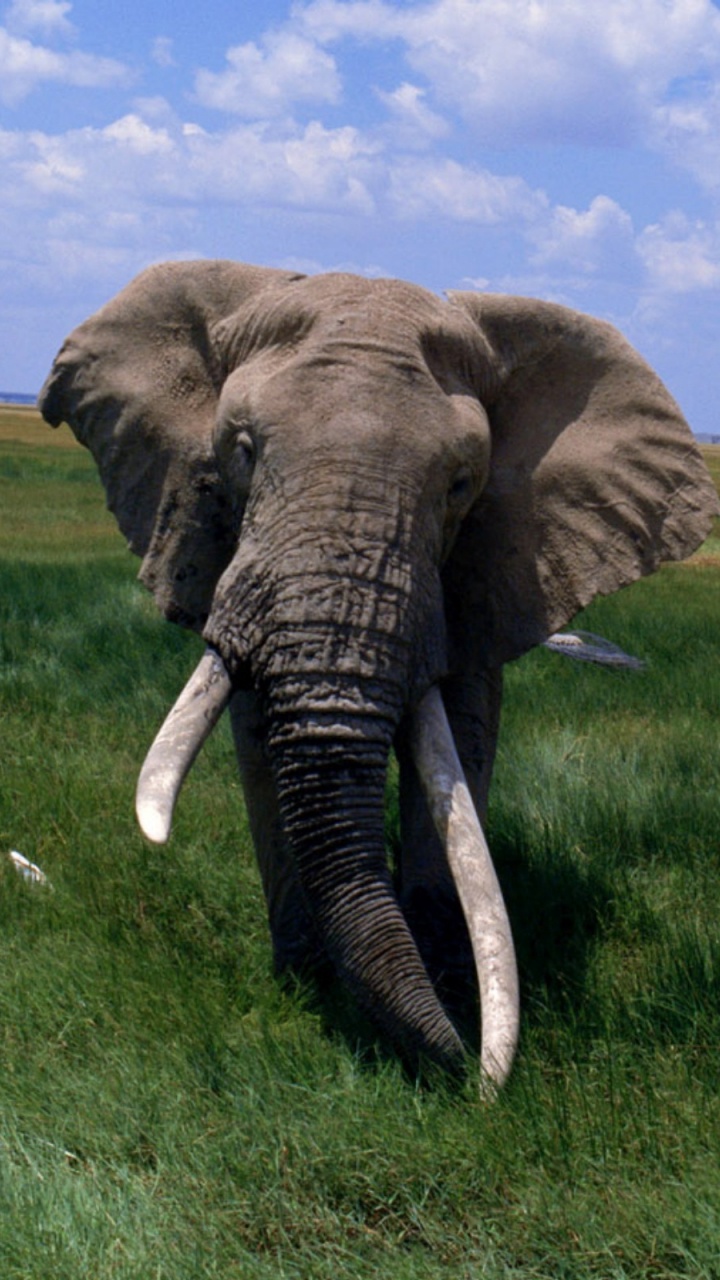 Éléphant Brun Sur Terrain D'herbe Verte Pendant la Journée. Wallpaper in 720x1280 Resolution