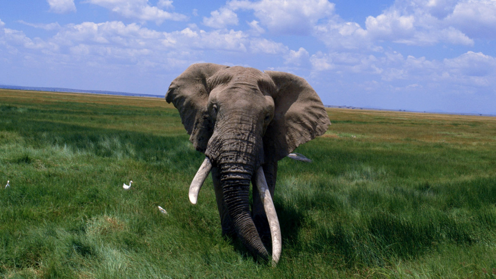 Brown Elephant on Green Grass Field During Daytime. Wallpaper in 1920x1080 Resolution