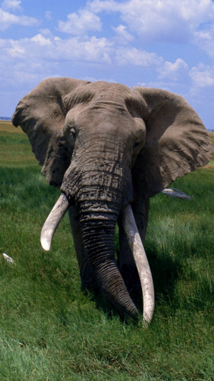Brown Elephant on Green Grass Field During Daytime. Wallpaper in 750x1334 Resolution