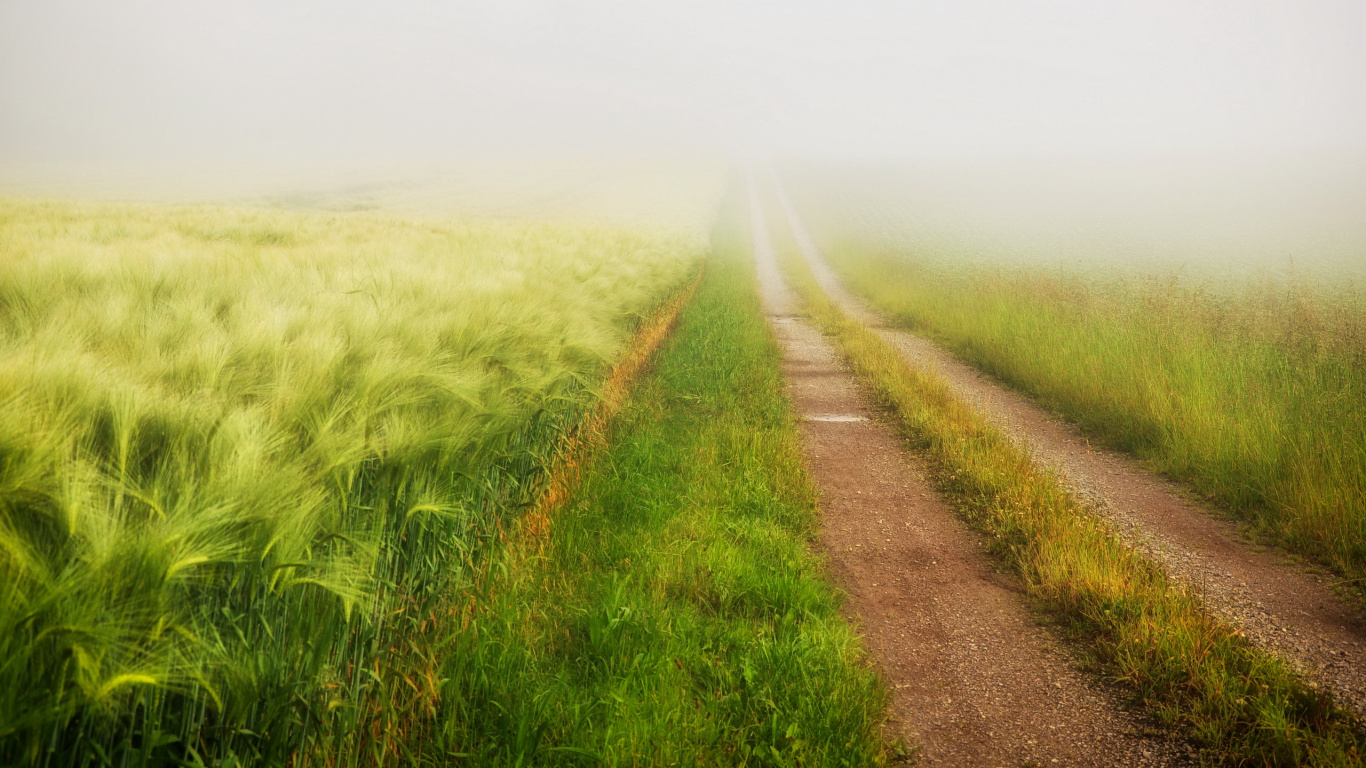 Green Grass Field Under White Sky During Daytime. Wallpaper in 1366x768 Resolution