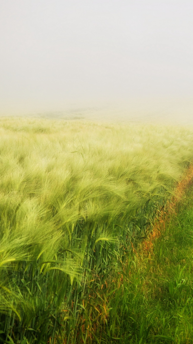 Green Grass Field Under White Sky During Daytime. Wallpaper in 750x1334 Resolution