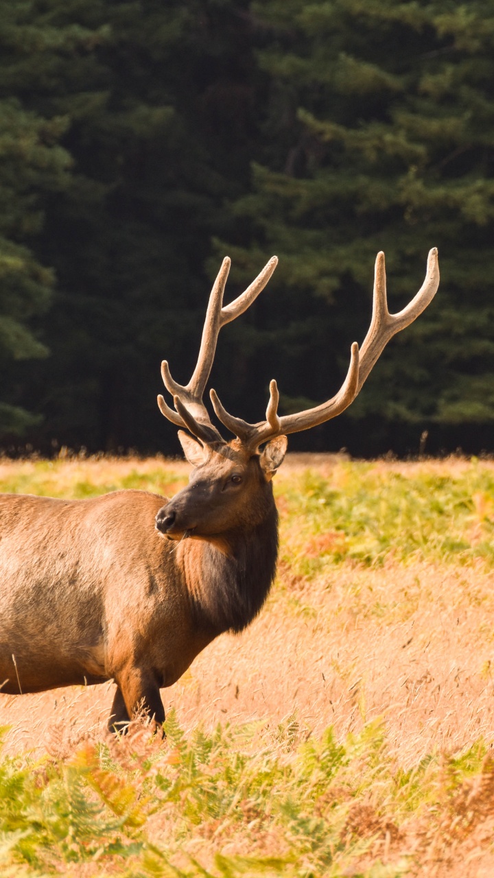 Ciervo, Elk, Alce, Berrendo, Antílope. Wallpaper in 720x1280 Resolution