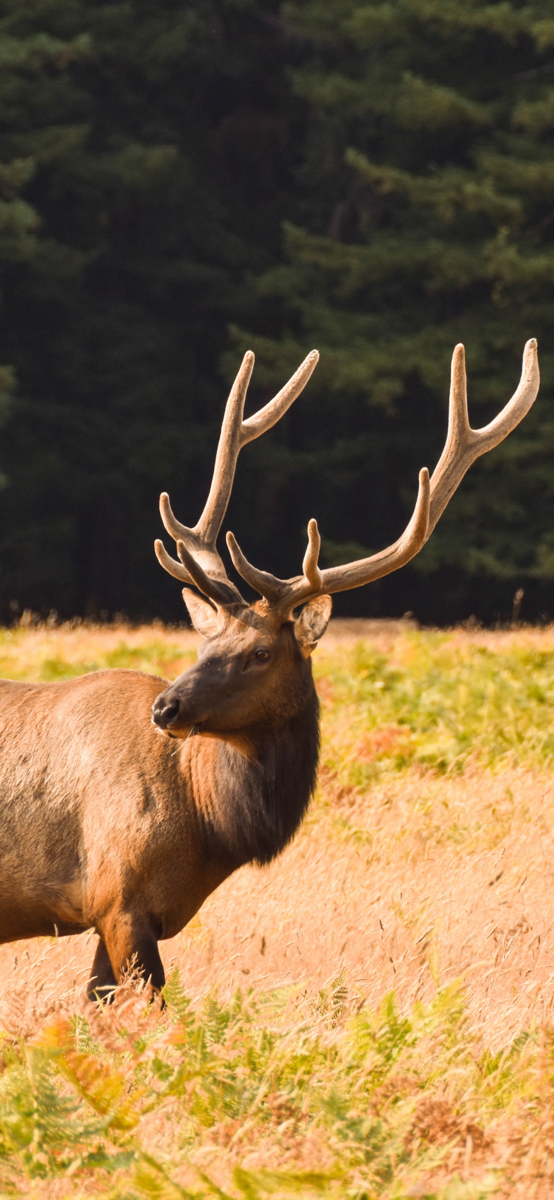 Deer, Elk, Moose, Pronghorn, Antelope. Wallpaper in 1125x2436 Resolution