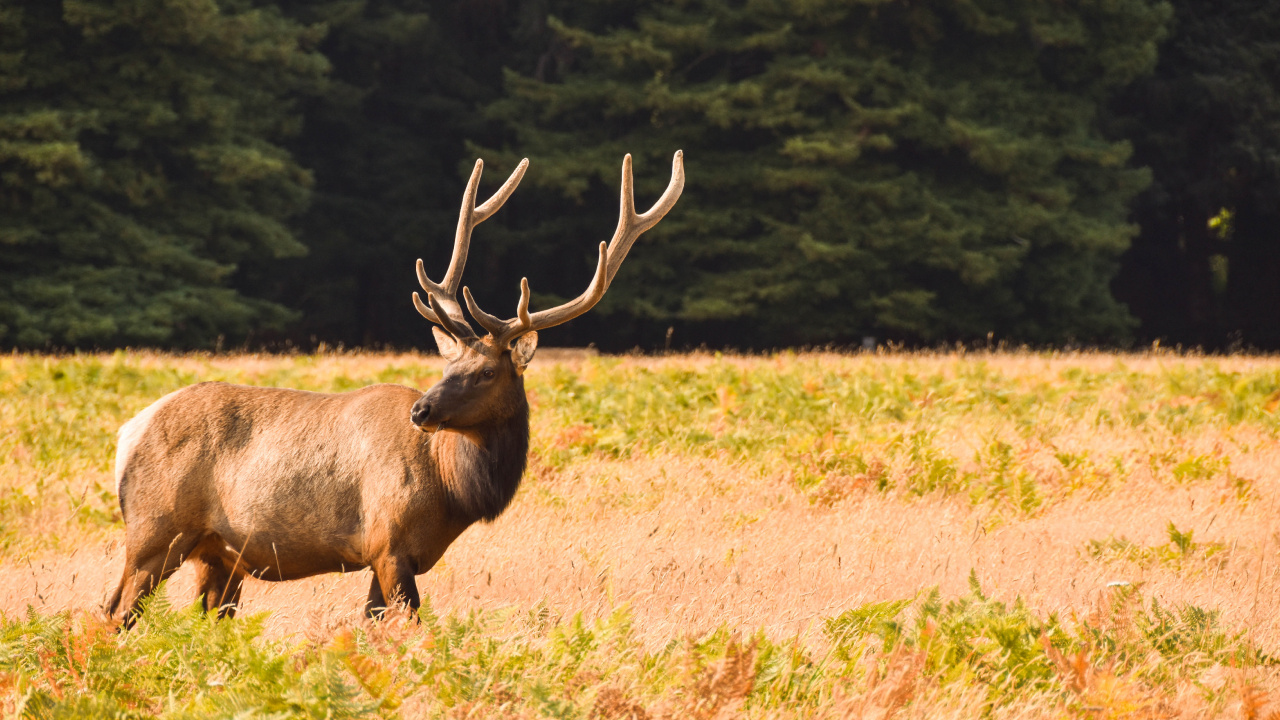 Hirsch, Elch, Gabelbock, Antilope, Baum. Wallpaper in 1280x720 Resolution