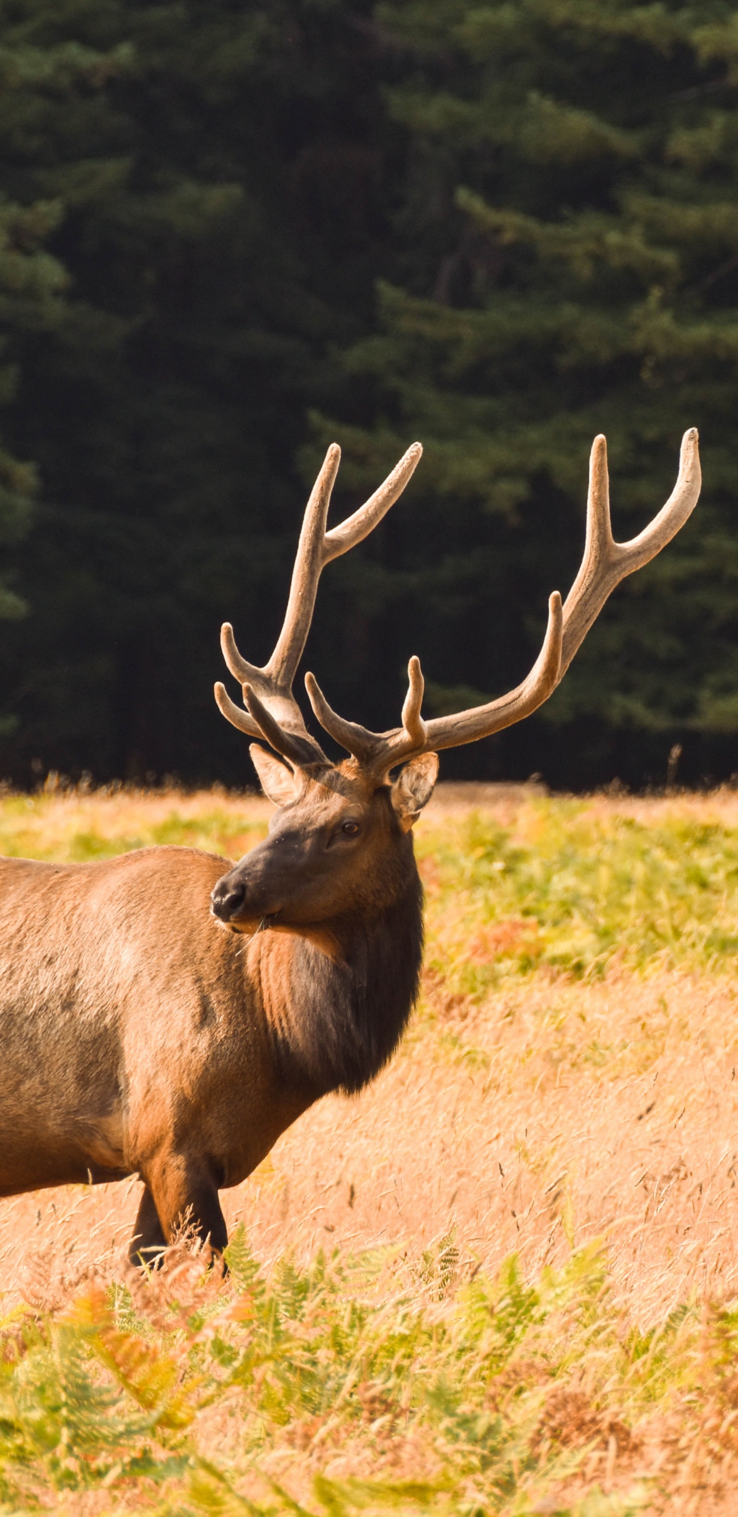 Hirsch, Elch, Gabelbock, Antilope, Baum. Wallpaper in 1440x2960 Resolution