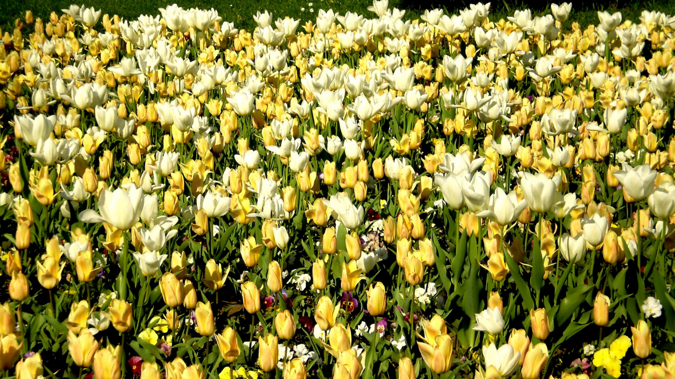 White Tulips Field During Daytime. Wallpaper in 1366x768 Resolution