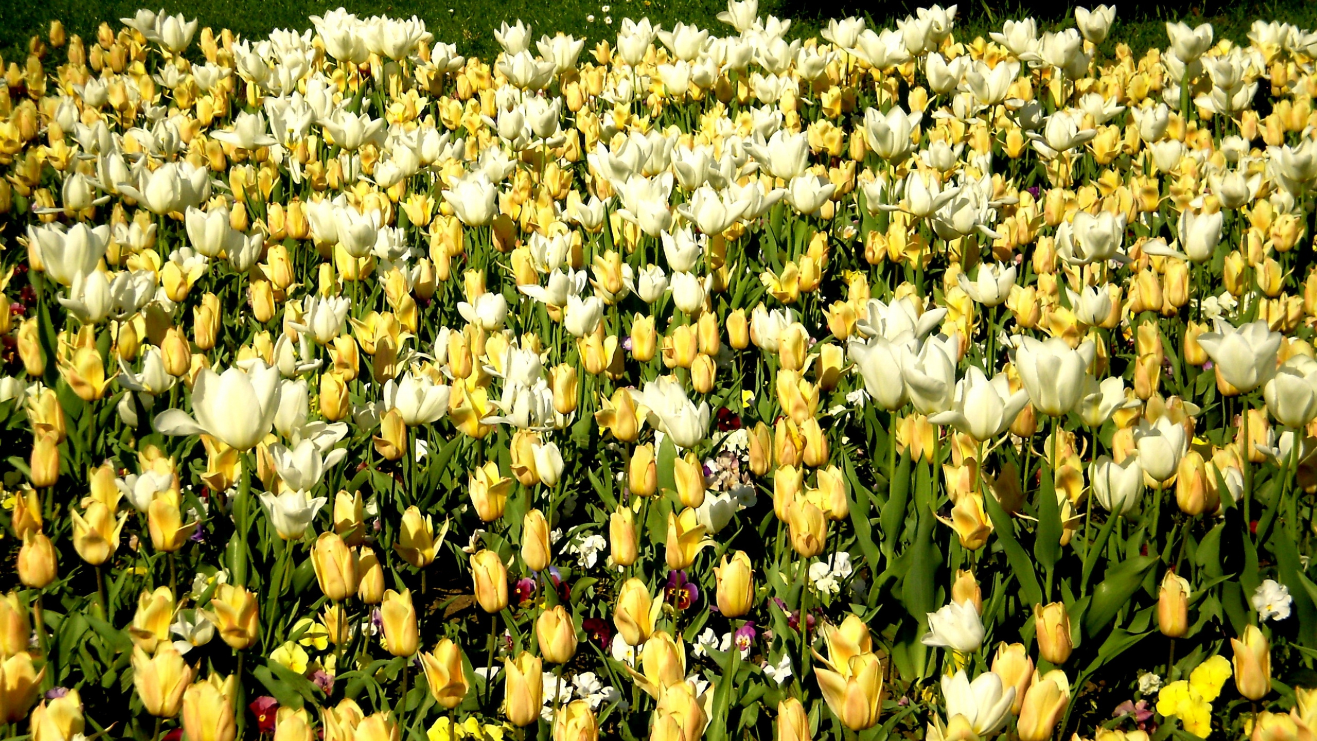White Tulips Field During Daytime. Wallpaper in 2560x1440 Resolution