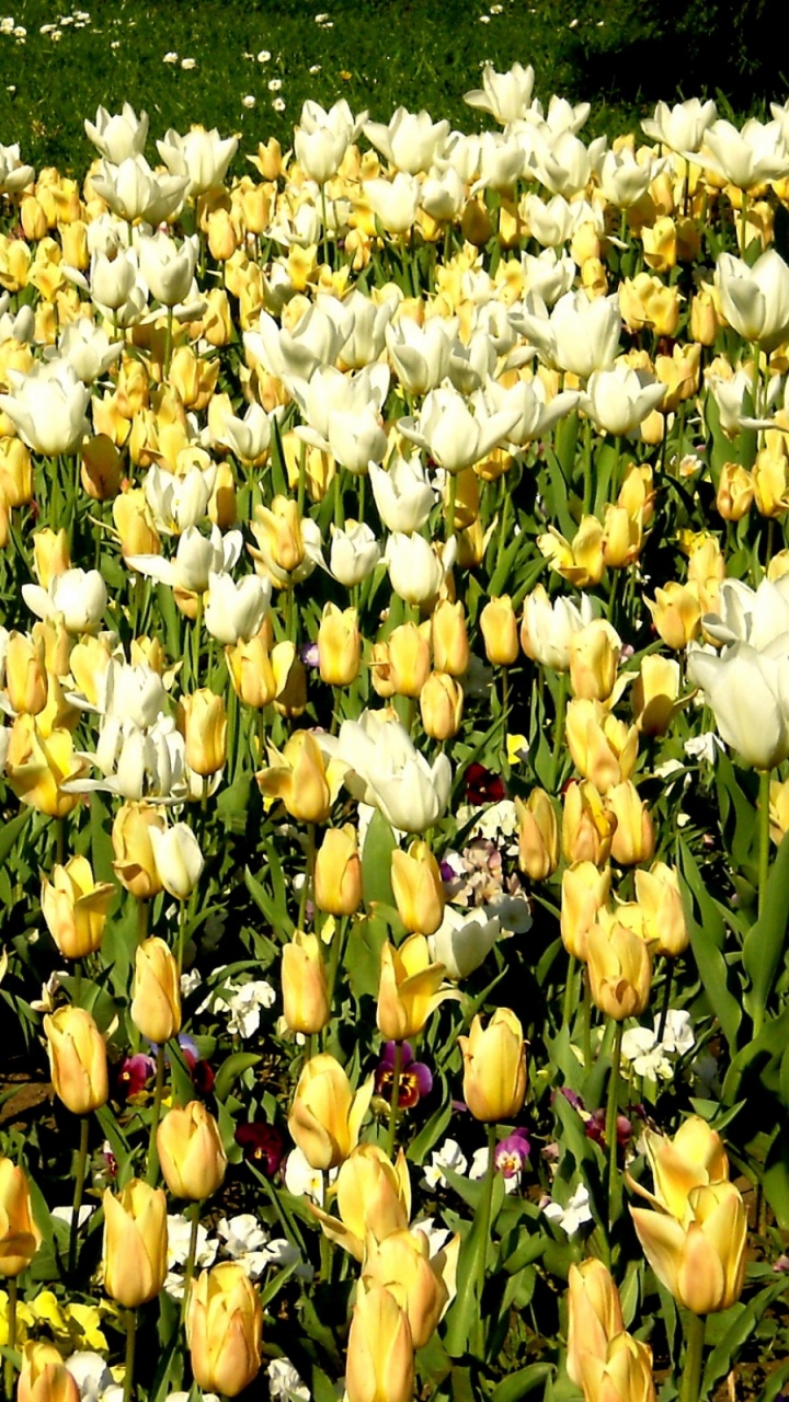 White Tulips Field During Daytime. Wallpaper in 720x1280 Resolution