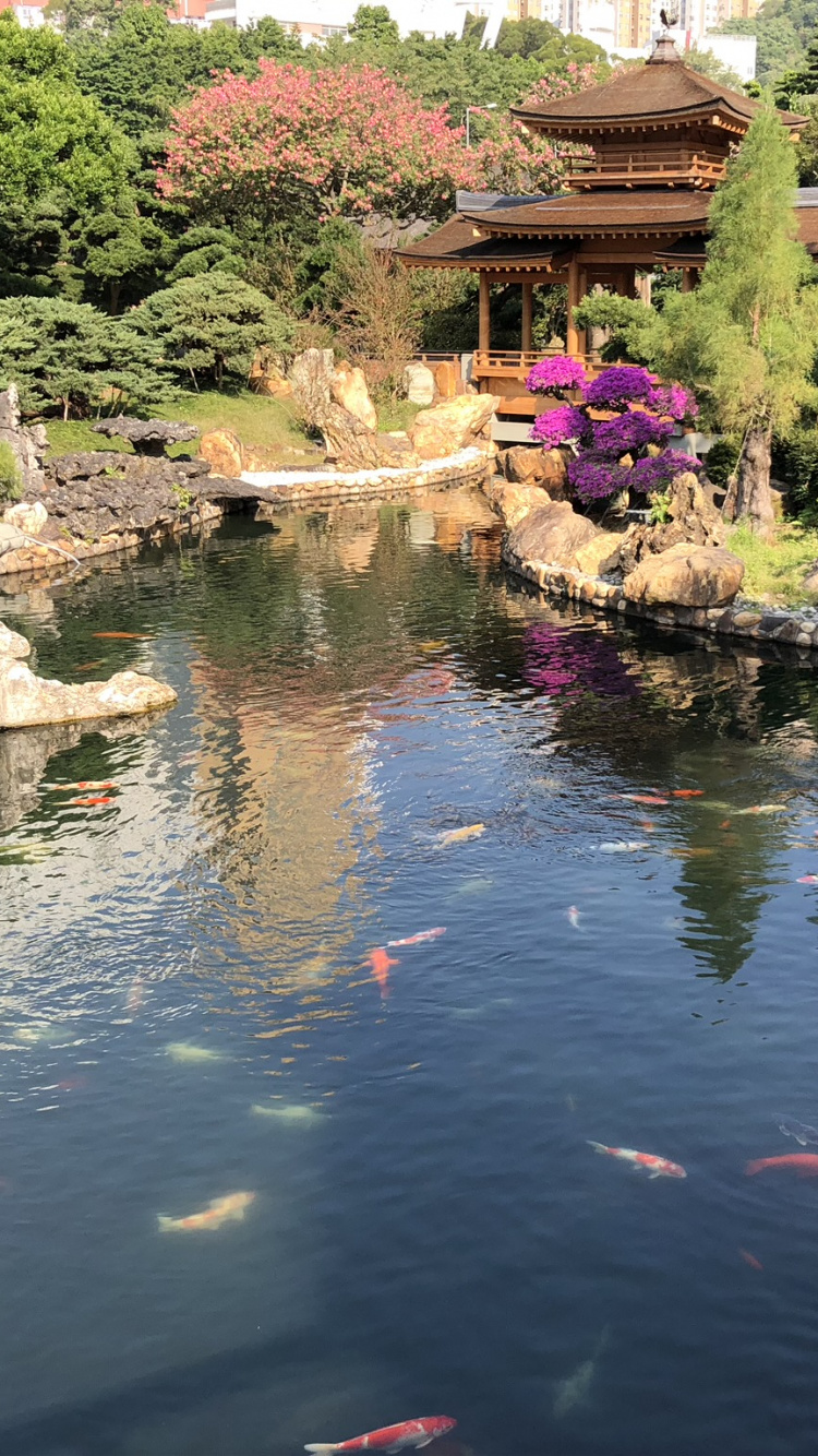 香港, 反射, 水道, 花园, 水的特征 壁纸 750x1334 允许