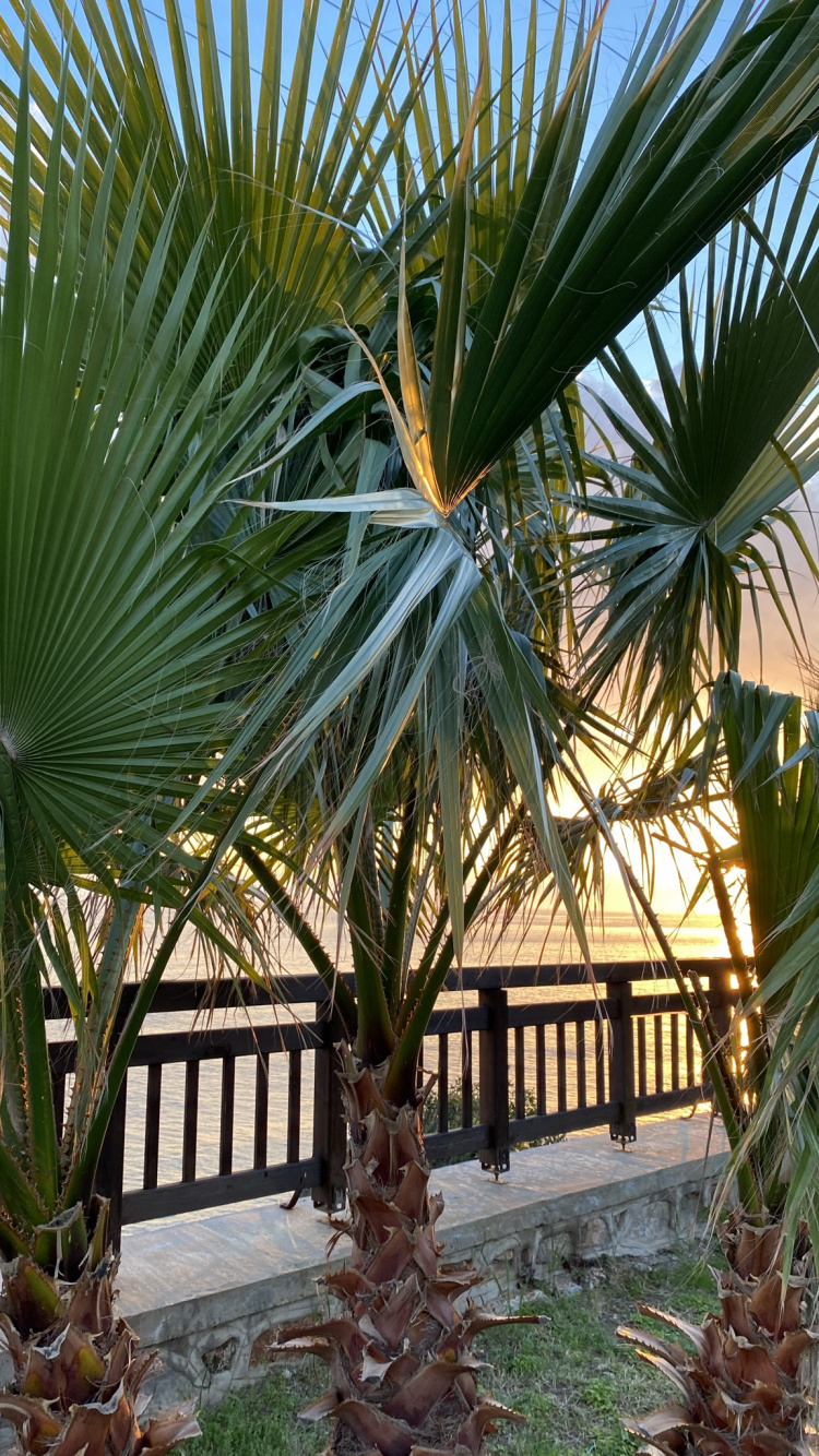 Date Palm, Plant, Botany, Terrestrial Plant, Tree. Wallpaper in 750x1334 Resolution