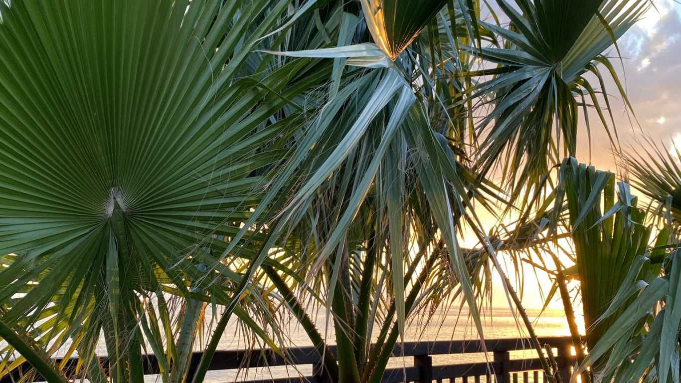 Dattier, Botanique, Plante Terrestre, Végétation, Sabal Mineur. Wallpaper in 1366x768 Resolution