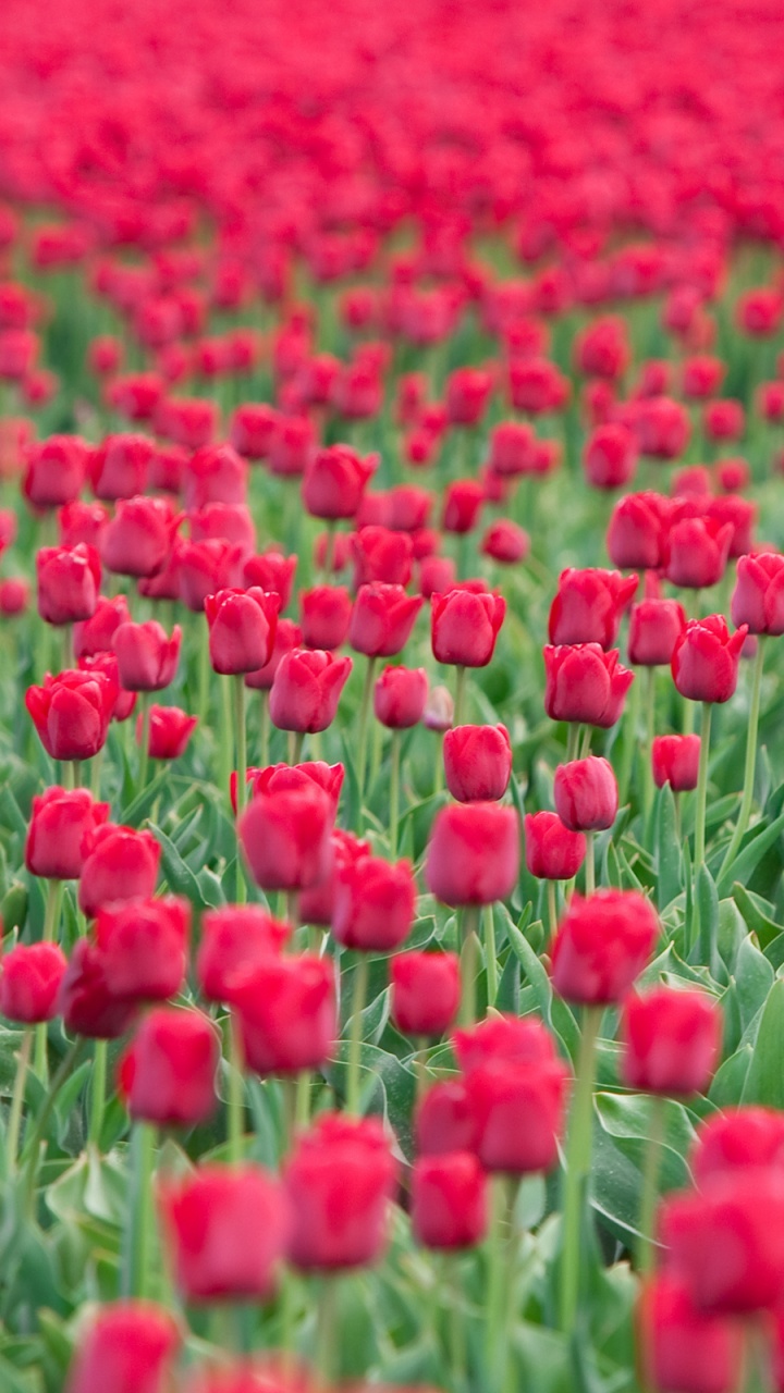 Rotes Blumenfeld Tagsüber. Wallpaper in 720x1280 Resolution