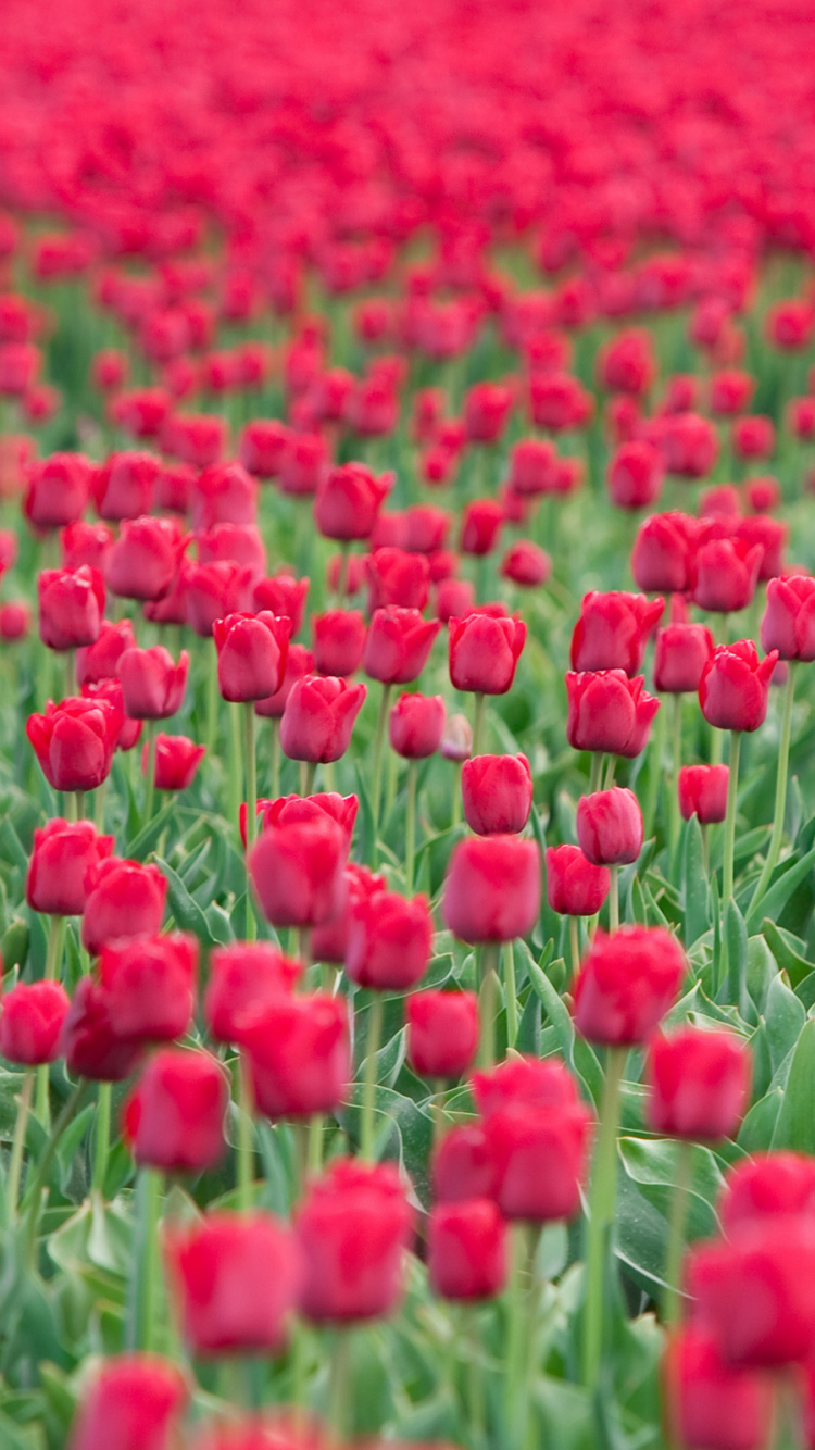 Rotes Blumenfeld Tagsüber. Wallpaper in 750x1334 Resolution