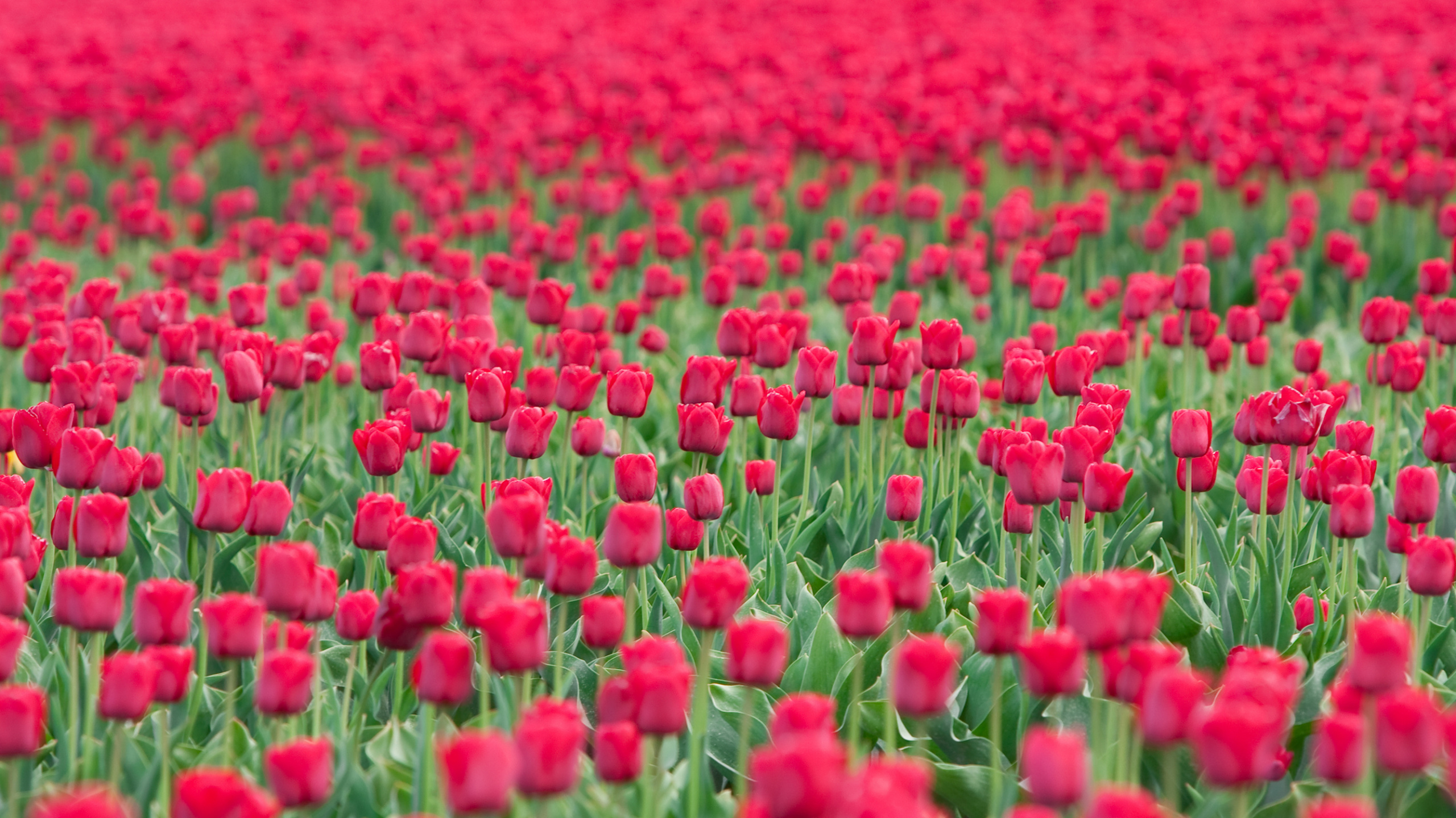 Red Flower Field During Daytime. Wallpaper in 2560x1440 Resolution