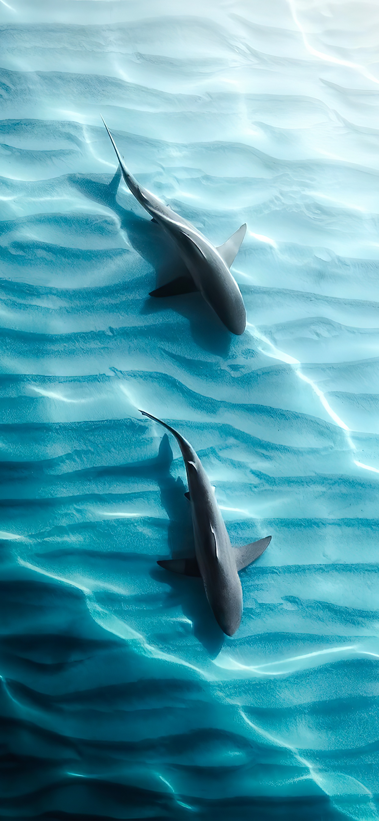 Sharks, Tiger Shark, Galapagos Shark, Water, Liquid. Wallpaper in 1242x2688 Resolution