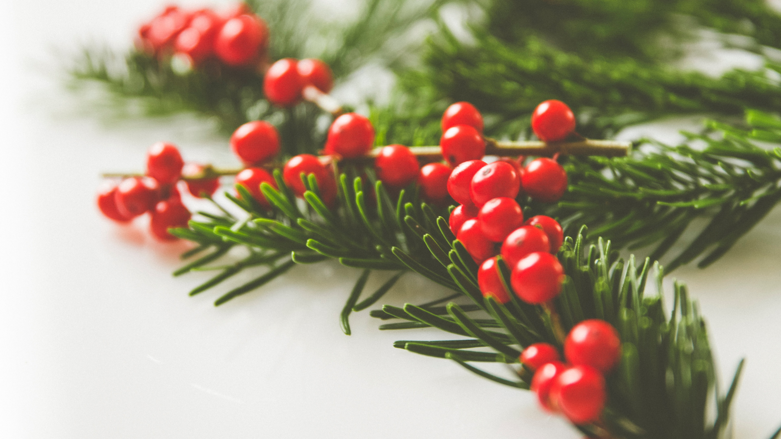 Holly, 圣诞节那天, 树枝, 胡椒粉红色, 假日 壁纸 2560x1440 允许