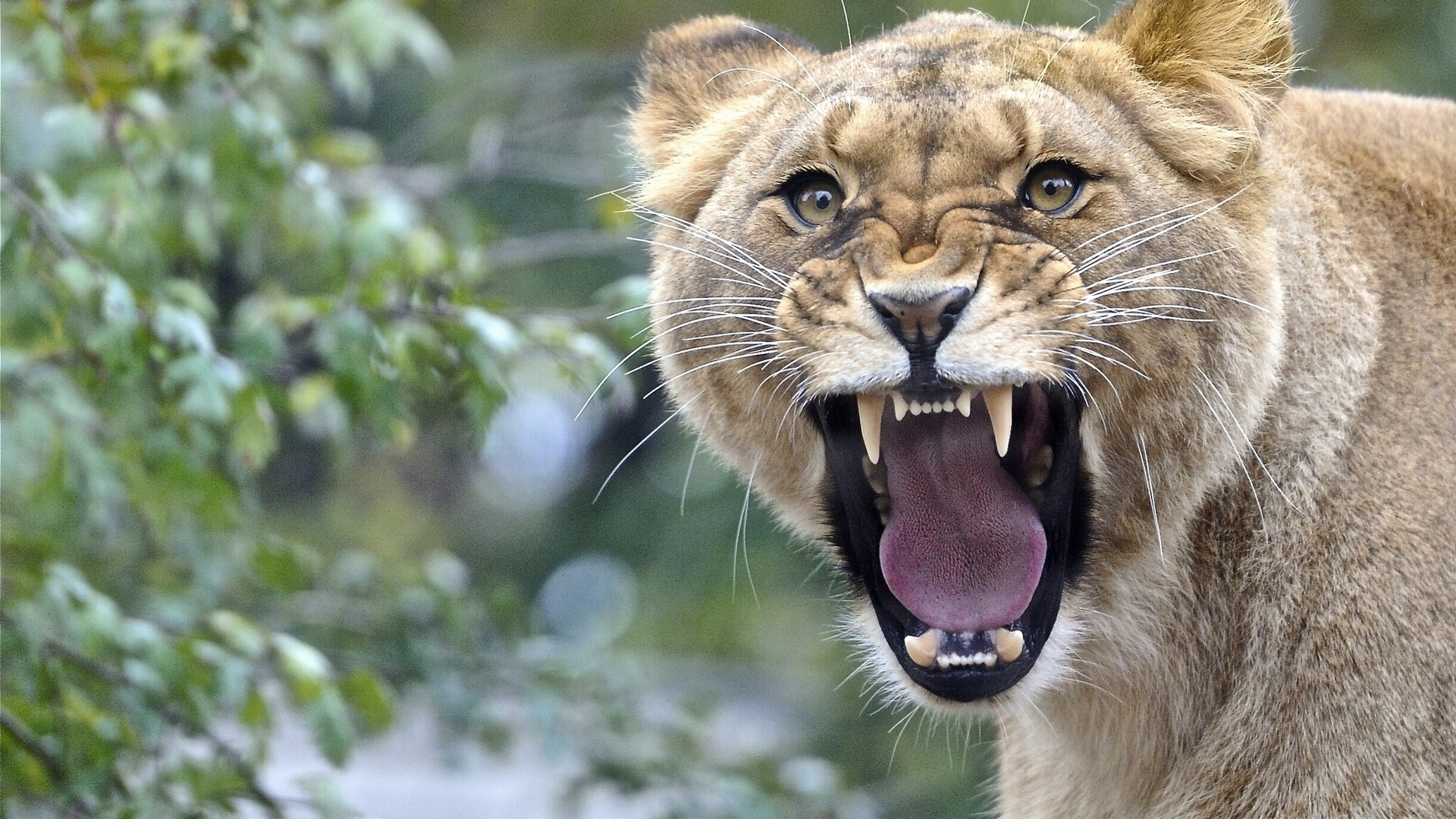 Brown Lioness in Tilt Shift Lens. Wallpaper in 1920x1080 Resolution