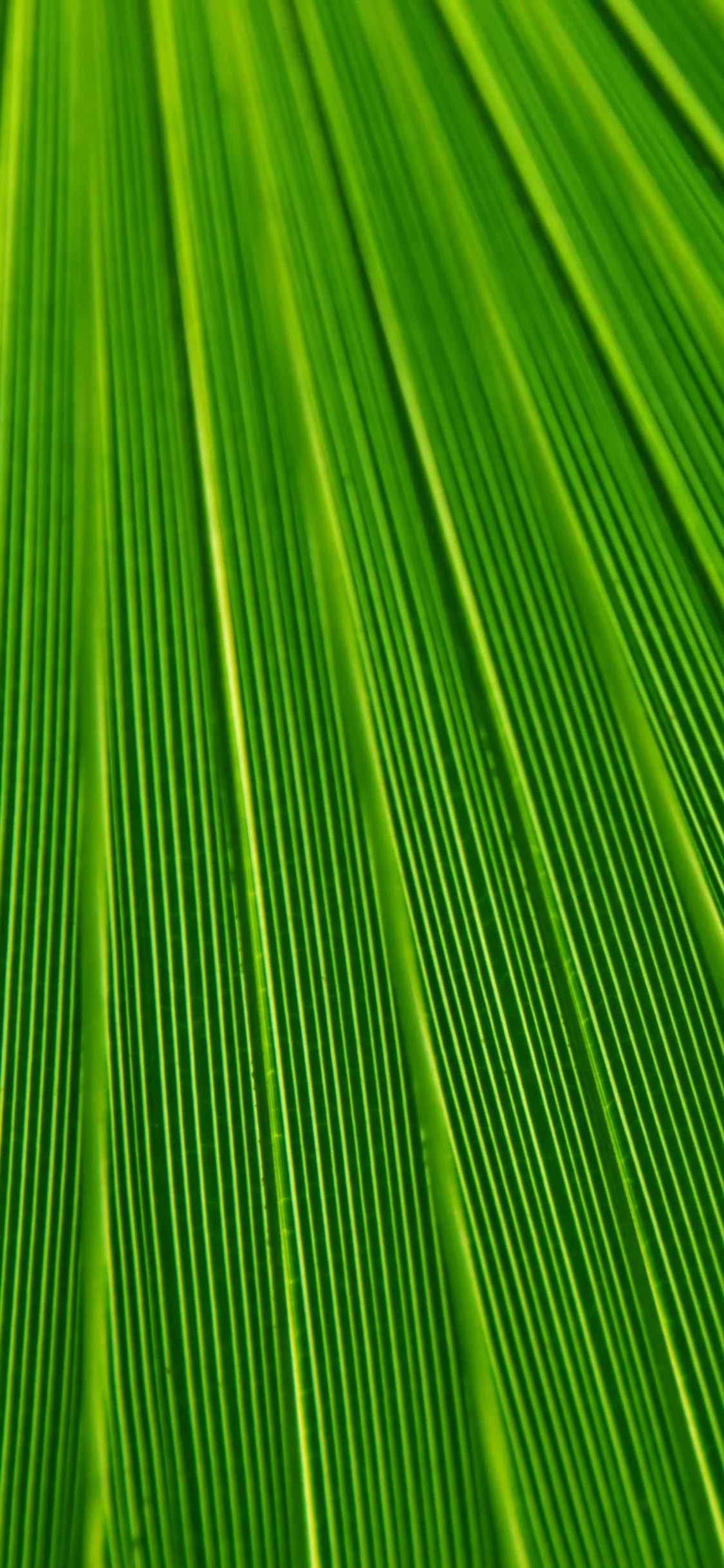 Textile Rayé Vert et Jaune. Wallpaper in 1125x2436 Resolution