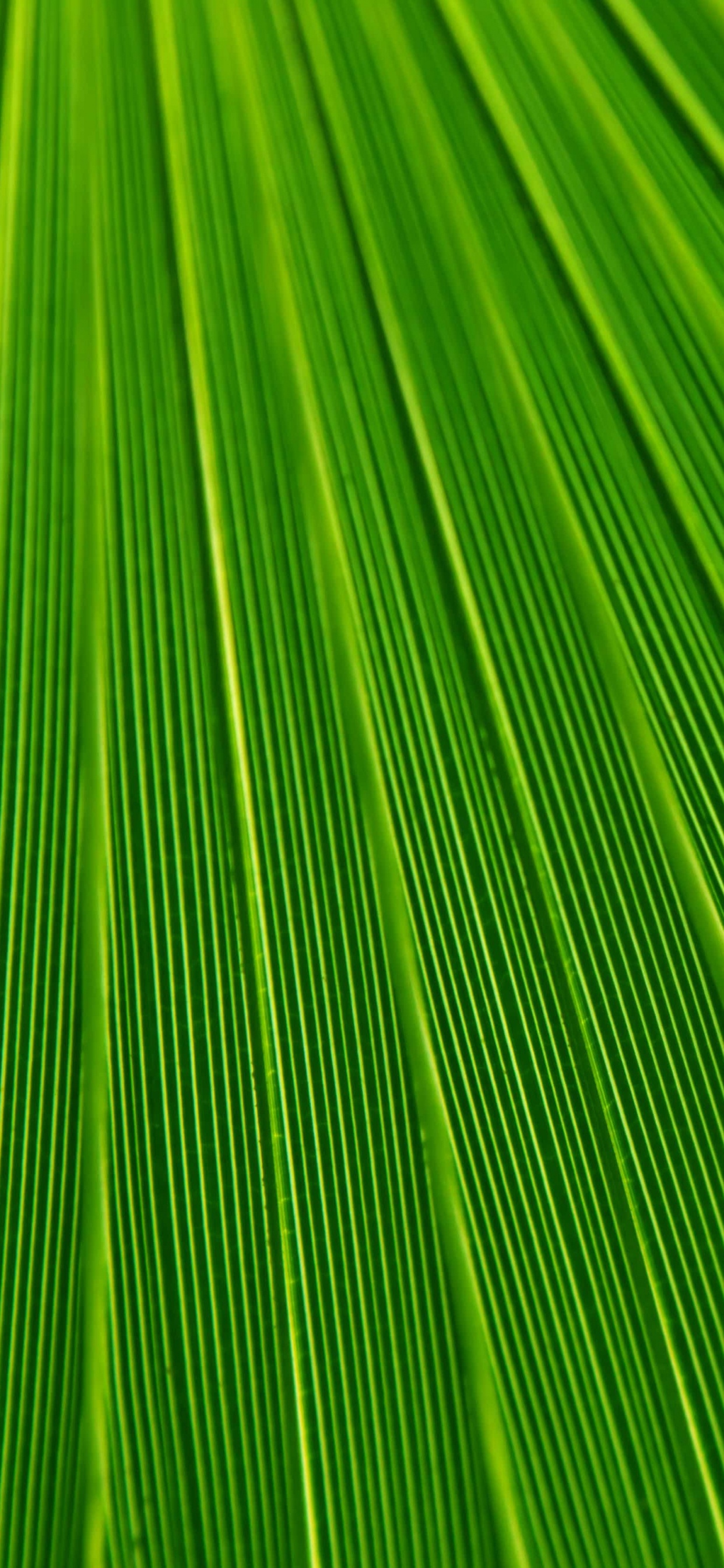 Textile Rayé Vert et Jaune. Wallpaper in 1242x2688 Resolution