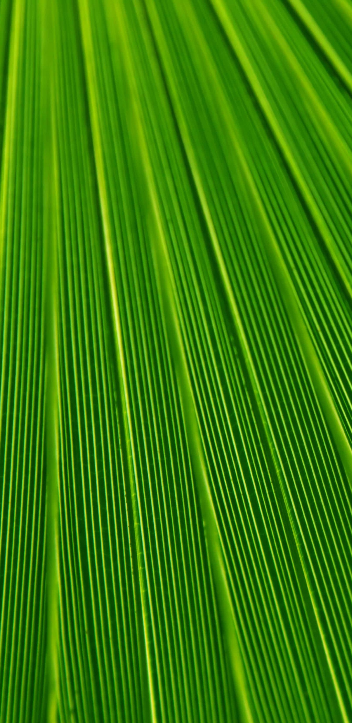 Textile Rayé Vert et Jaune. Wallpaper in 1440x2960 Resolution