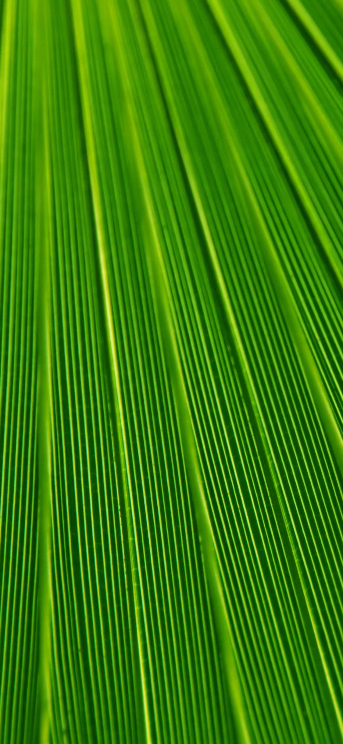 Green and Yellow Striped Textile. Wallpaper in 1125x2436 Resolution