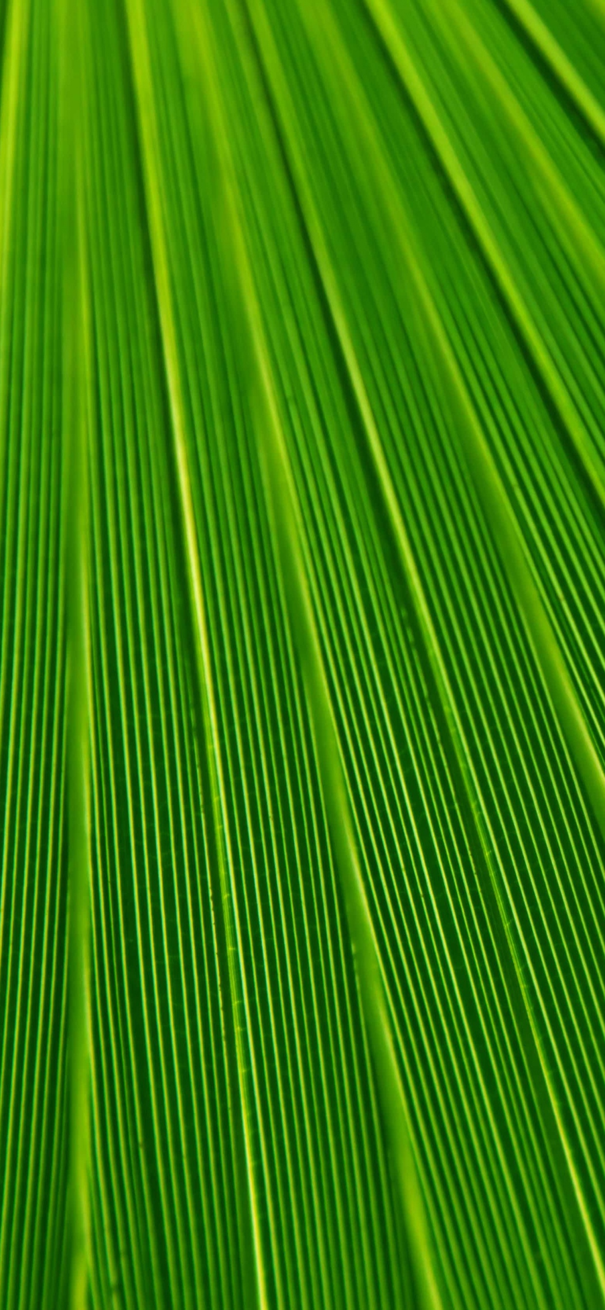 Green and Yellow Striped Textile. Wallpaper in 1242x2688 Resolution
