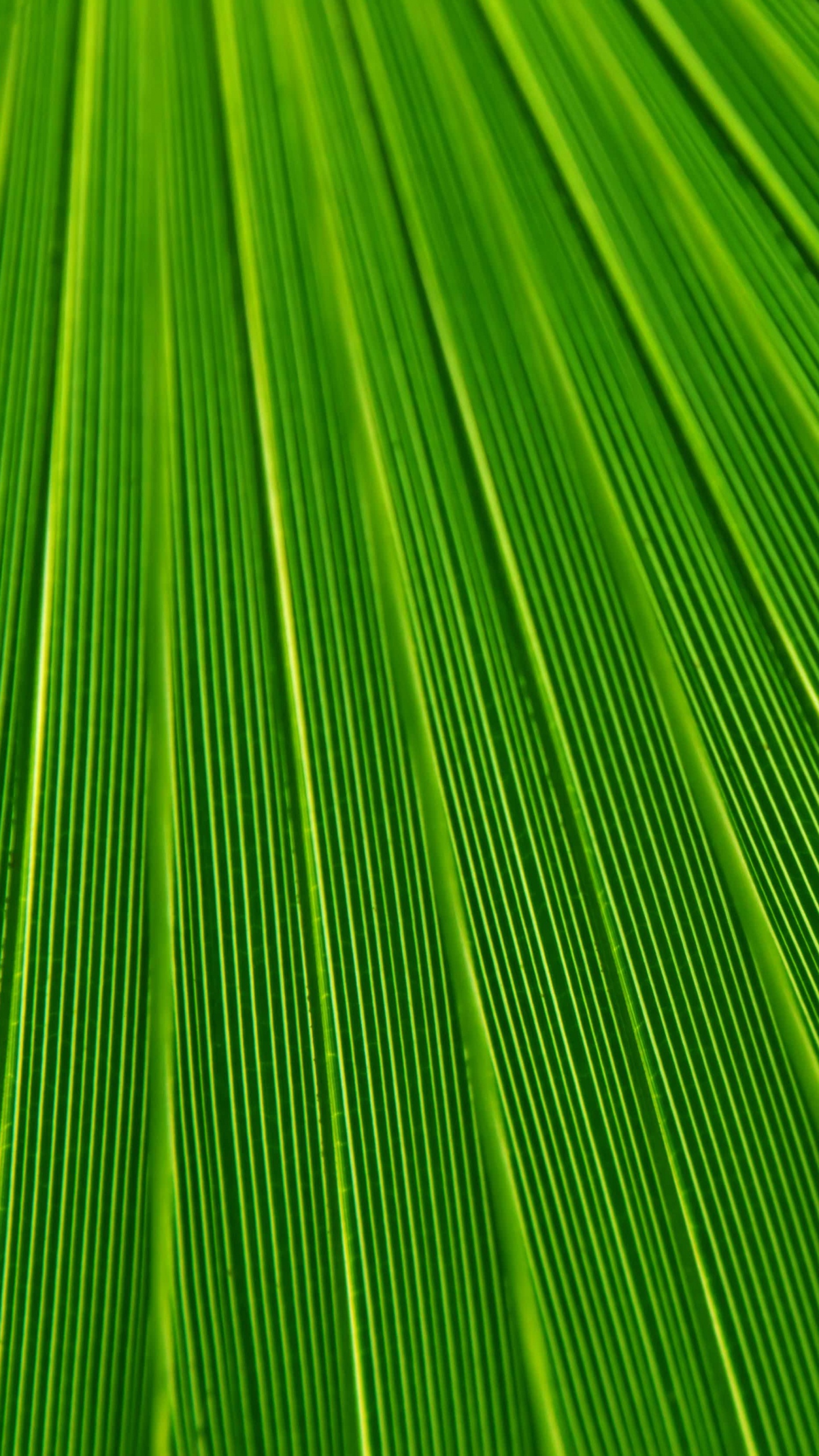Green and Yellow Striped Textile. Wallpaper in 1440x2560 Resolution