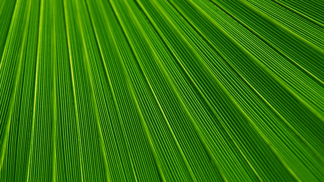 棕榈树, 纹理, 绿色的, 草, 草家庭 壁纸 1280x720 允许