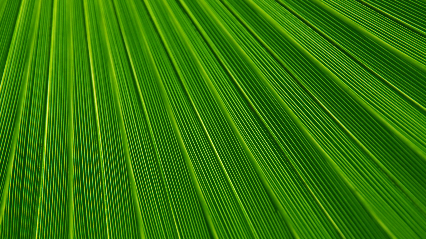 棕榈树, 纹理, 绿色的, 草, 草家庭 壁纸 1366x768 允许
